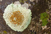 Lichen (Xanthoparmelia protomatrae) La Gomera, Canary Islands, Spain.