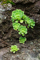 (Aeonium castello-paivae) endemic species to La Gomera, Canary Islands, Spain