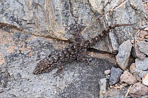 La Gomera gecko (Tarentola gomerensis) endemic species, San Sebastian, La Gomera, Canary Islands