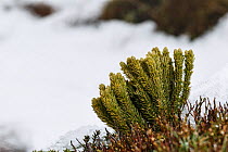 Fir clubmoss (Huperzia selago) Bleaklow, Peak District National Park, Derbyshire, UK January