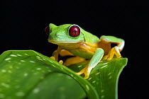 Spurrell's leaf / flying frog (Agalychnis spurrelli) Costa Rica