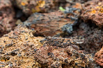 Canarian band-winged grasshopper (Oedipoda canariensis) camouflaged on lava, Punta de Teno, Tenerife, Canary Islands, March