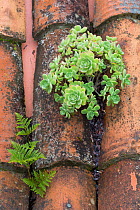 (Aeonium castello-paivae) endemic to La Gomera and a fern (Davallia canariense) growing on a terracotta roof, Las Rosas, La Gomera, Canary Islands, Spain