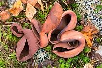 Bay cup fungus (Peziza badia) Peak District National Park, Derbyshire, UK September