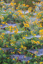 RF - Spider webs covered in dew, on gorse (Ulex), October. (This image may be licensed either as rights managed or royalty free.)