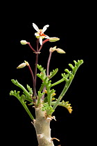 Samphire-leaved pelargonium (Pelargonium crithmifolium) a succulent plant from Namaqualand, Luderitz Bay, Namibia