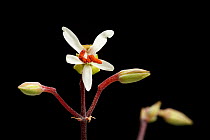 Samphire-leaved pelargonium (Pelargonium crithmifolium) a succulent plant from Namaqualand, Luderitz Bay, Namibia