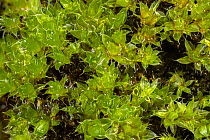 Capillary Thread-moss (Bryum capillare) Yorkshire, UK October.  Focus-stacked image