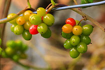 Black bryony (Dioscorea communis) berries, Snowdonia National Park, North Wales, UK October