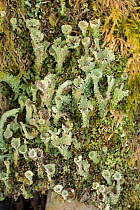 Lichen (Cladonia pocillum) Snowdonia National Park, North Wales, UK October