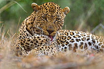 Leopard (Panthera pardus) adult with scar across face  licking paw, Londolozi Private Game Reserve, Sabi Sands Game Reserve, South Africa.