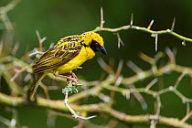 Spottedbacked weaver (Ploceus cucullatus) Londolozi Private Game Reserve, Sabi Sands Game Reserve, South Africa.