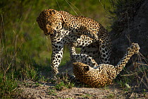 Leopard (Panthera pardus) female fighting off male after he tries to mate with her. Londolozi Private Game Reserve, Sabi Sand Game Reserve, South Africa.