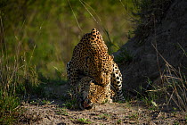 Leopard (Panthera pardus) pair mating, Londolozi Private Game Reserve, Sabi Sands Game Reserve, South Africa.
