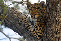 Leopard (Panthera pardus) resting in tree,  Londolozi Private Game Reserve, Sabi Sands Game Reserve, South Africa.