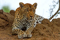 Leopard (Panthera pardus) resting, Londolozi Private Game Reserve, Sabi Sands Game Reserve, South Africa.