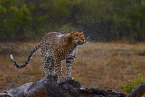 Leopard (Panthera pardus) shaking off water, Londolozi Private Game Reserve, Sabi Sands Game Reserve, South Africa.