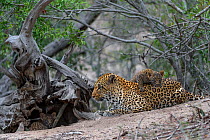 Leopard (Panthera pardus) mother with cub, Londolozi Private Game Reserve, Sabi Sands Game Reserve, South Africa.