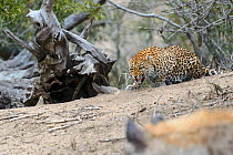 Aggressive Leopard (Panthera pardus) mother baring teeth to protect young from Brown hyaena
