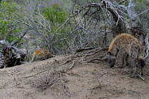 Brown hyaena (Hyaena brunnea) with aggressive Leopard (panthera pardus)