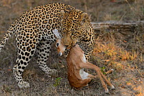 Leopard (Panthera pardus) with young  antelope prey, Londolozi Private Game Reserve, Sabi Sands Game Reserve, South Africa.