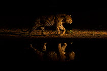 Leopard (Panthera pardus) walking along waterhole, reflected in the water at dusk. Londolozi Private Game Reserve, Sabi Sands Game Reserve, South Africa.
