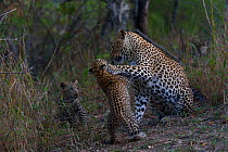 Leopard (Panthera pardus) mother and cub play fighting, Londolozi Private Game Reserve, Sabi Sands Game Reserve, South Africa.