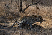 Leopards (Panthera pardus) mating, Londolozi Private Game Reserve, Sabi Sands Game Reserve, South Africa.