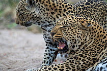 Leopard (Panthera pardus) yawning with juvenile, Londolozi Private Game Reserve, Sabi Sands Game Reserve, South Africa.