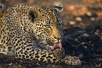 Leopard (Panthera pardus) grooming, Londolozi Private Game Reserve, Sabi Sands Game Reserve, South Africa.