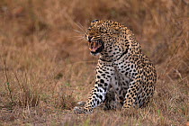 Leopard (Panthera pardus) yawning, Londolozi Private Game Reserve, Sabi Sands Game Reserve, South Africa.