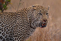 Leopard (Panthera pardus) portrait, Londolozi Private Game Reserve, Sabi Sands Game Reserve, South Africa.