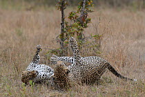 Leopards (Panthera pardus) two play fighting, Londolozi Private Game Reserve, Sabi Sands Game Reserve, South Africa.