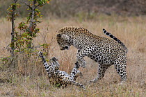 Leopards (Panthera pardus) two play fighting, Londolozi Private Game Reserve, Sabi Sands Game Reserve, South Africa.