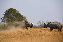 White rhinoceroses (Ceratotherium simum) two standing in savannah, Londolozi Private Game Reserve, Sabi Sands Game Reserve, South Africa.