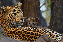 Leopard (Panthera pardus) mother resting with cubs Londolozi Private Game Reserve, Sabi Sands Game Reserve, South Africa.