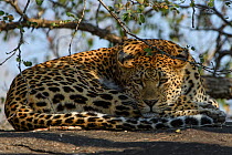 Leopard (Panthera pardus) resting, Londolozi Private Game Reserve, Sabi Sands Game Reserve, South Africa.
