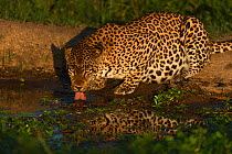 Leopard (Panthera pardus) drinking at a waterhole, Londolozi Private Game Reserve, Sabi Sands Game Reserve, South Africa.