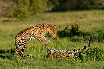 Leopards (Panthera pardus) juveniles play fighting, Londolozi Private Game Reserve, Sabi Sands Game Reserve, South Africa.
