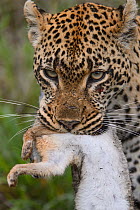 Leopard (Panthera pardus) with hare prey, Londolozi Private Game Reserve, Sabi Sands Game Reserve, South Africa.