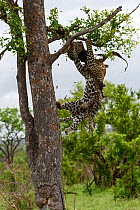 Leopard (Panthera pardus) falling out of tree with another dead leopard carcass. Rare example of cannibalism. Londolozi Private Game Reserve, Sabi Sands Game Reserve, South Africa. Sequence 12 of 12