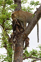 Leopard (Panthera pardus) in tree with another dead leopard carcass. Rare example of cannibalism. Londolozi Private Game Reserve, Sabi Sands Game Reserve, South Africa. Sequence 11 of 12