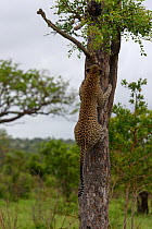 Leopard (Panthera pardus) climbing tree Londolozi Private Game Reserve, Sabi Sands Game Reserve, South Africa. Sequence 10 of 12