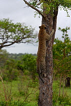 Leopard (Panthera pardus) climbing tree Londolozi Private Game Reserve, Sabi Sands Game Reserve, South Africa. Sequence 9 of 12