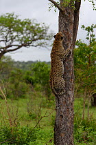 Leopard (Panthera pardus) climbing tree, Londolozi Private Game Reserve, Sabi Sands Game Reserve, South Africa. Sequence 8 of 12