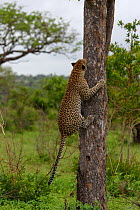 Leopard (Panthera pardus) climbing tree, Londolozi Private Game Reserve, Sabi Sands Game Reserve, South Africa. Sequence 7 of 12