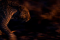 RF - Leopard (Panthera pardus) walking - blurred motion.  Londolozi Private Game Reserve, Sabi Sands Game Reserve, South Africa. (This image may be licensed either as rights managed or royalty free.)