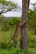 RF -  Leopard (Panthera pardus) male about to climb tree, Londolozi Private Game Reserve, Sabi Sands Game Reserve, South Africa. (This image may be licensed either as rights managed or royalty free.)