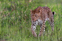 RF - Leopard (Panthera pardus) stalking prey,  Londolozi Private Game Reserve, Sabi Sands Game Reserve, South Africa. (This image may be licensed either as rights managed or royalty free.)