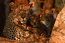 RF - Leopard (Panthera pardus) mother with cubs, Londolozi Private Game Reserve, Sabi Sands Game Reserve, South Africa. (This image may be licensed either as rights managed or royalty free.)